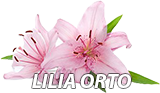 Лилия орто